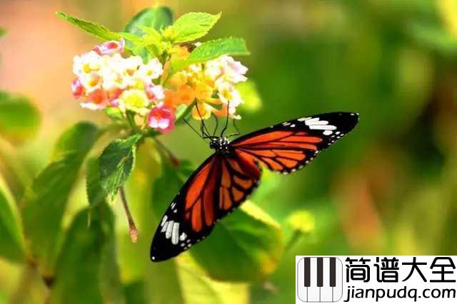 彩蝶舞夏钢琴谱_何真真_漫步江南水乡，甚是惬意