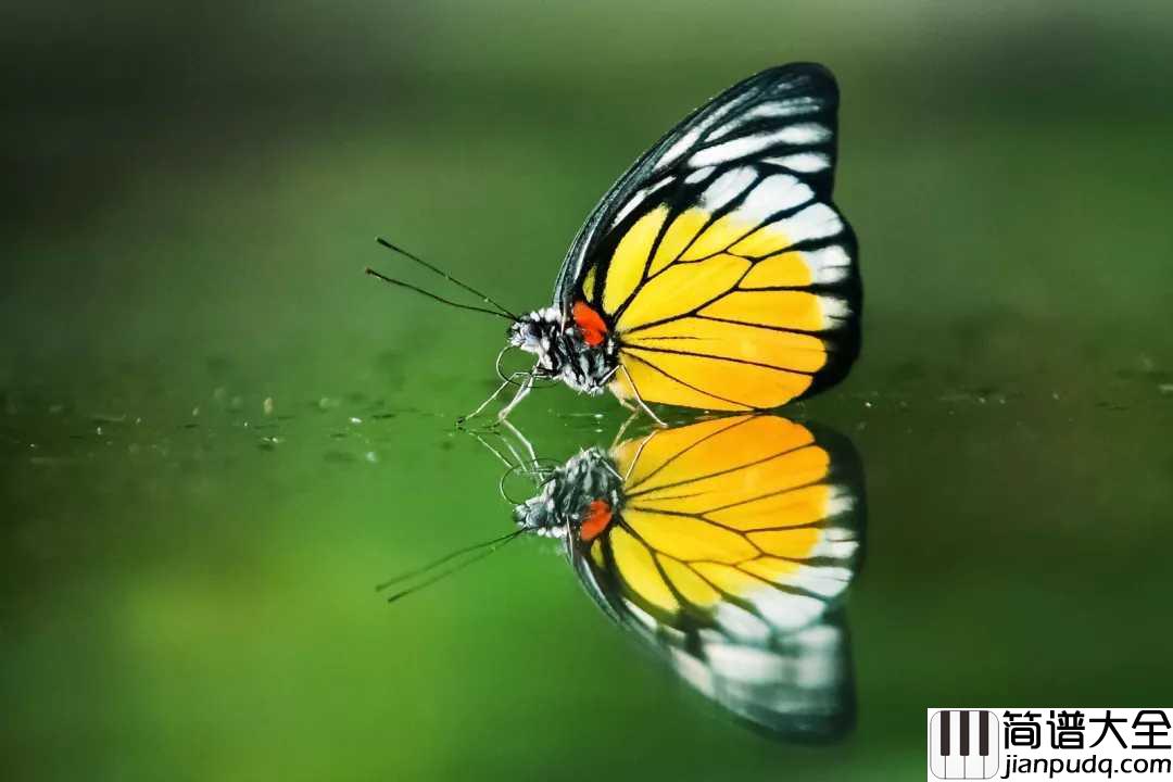 彩蝶舞夏钢琴谱_何真真_漫步江南水乡，甚是惬意