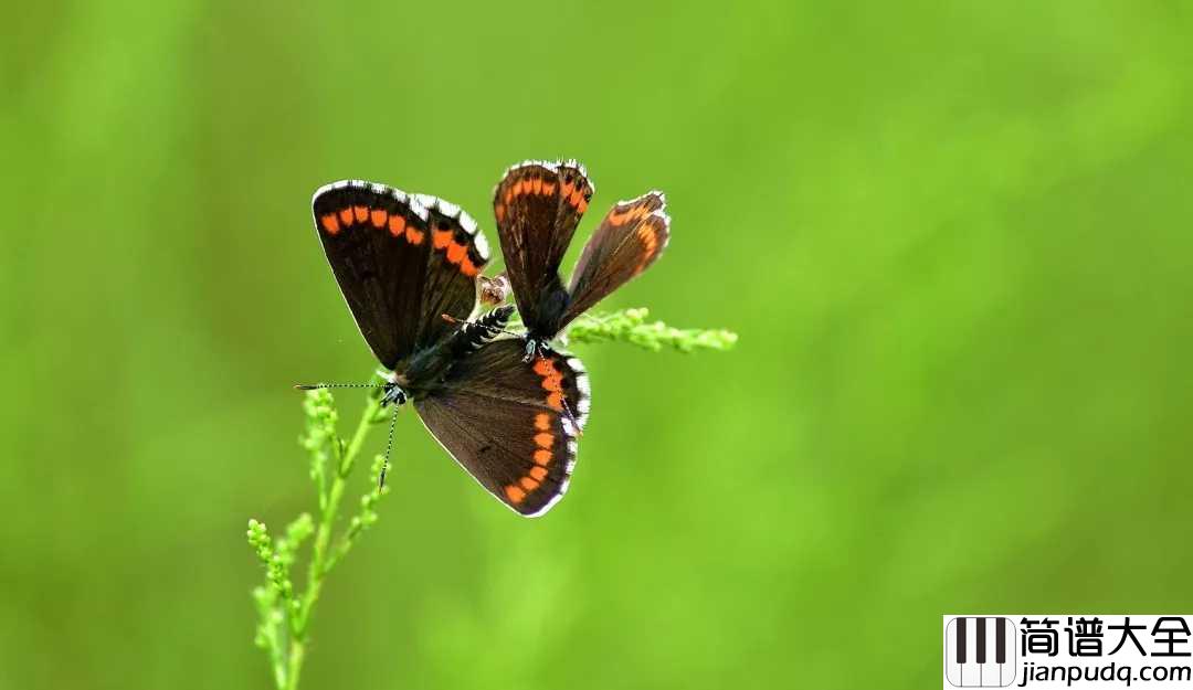 彩蝶舞夏钢琴谱_何真真_漫步江南水乡，甚是惬意