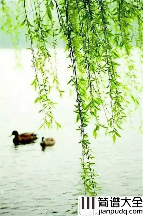 杨柳钢琴谱_林海_拂堤杨柳，醉春烟