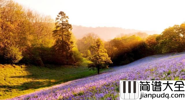 影子情人钢琴谱_林忆莲_回想过去我在你身边犹如沉默的影子