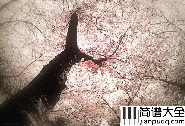 Sakura_Tears_樱花泪钢琴谱_花开陌上新雨后，一壶清音煮青愁