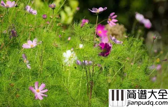 花之泪钢琴谱_Danbi_花的记忆泪的归宿