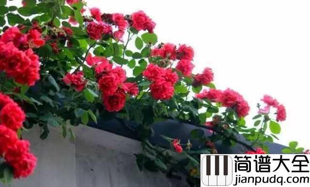 红蔷薇钢琴谱_韩红/丽江小倩_不忘绽放这一生