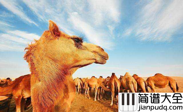 沙漠骆驼吉他谱_展展与罗罗_蹉跎着岁月又蹉跎了自我......