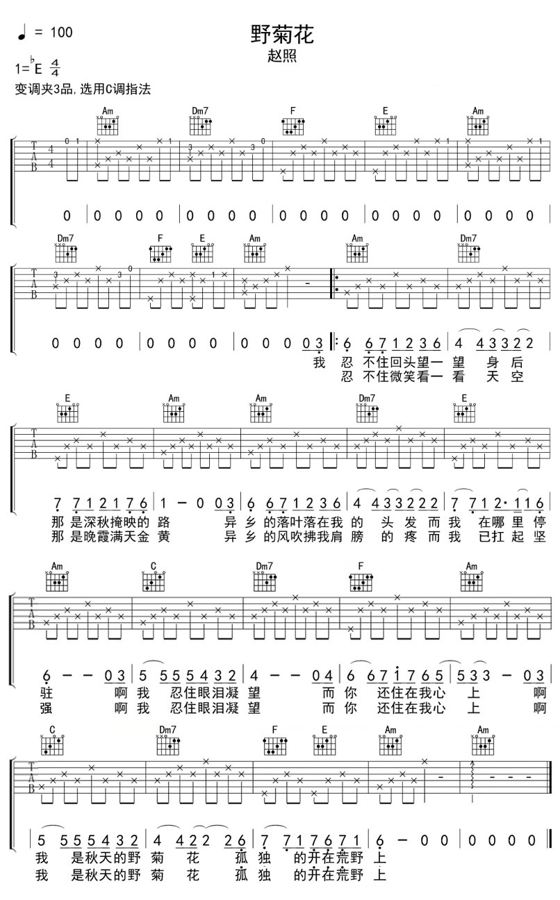 野菊花吉他谱-赵照