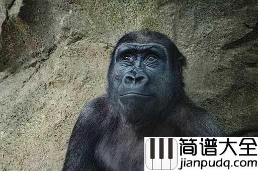 隔壁泰山吉他谱_阿里郎_只要你勇敢的守护你的爱