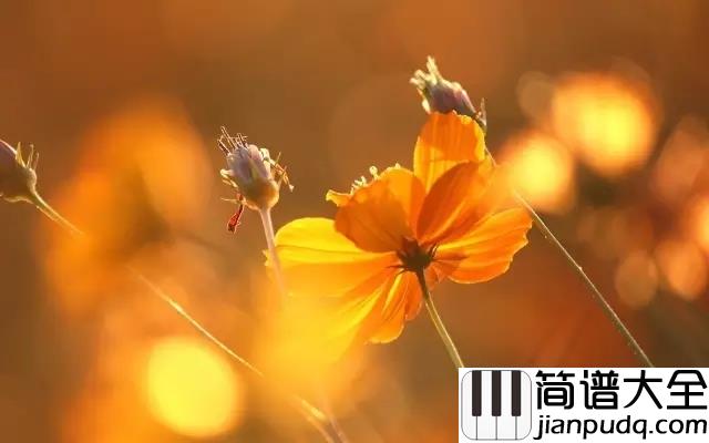 You_are_my_sunshine吉他谱_Elizabeth_Mitchell_你是我的阳光,我唯一的阳光