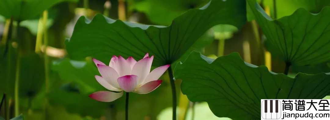 懂得吉他谱_李健_世间冷暖，无非自然