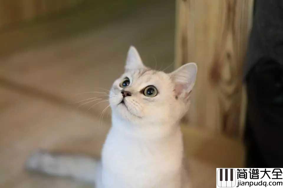 再见吧喵小姐吉他谱_王晓天_能否原谅那个招惹你的少年