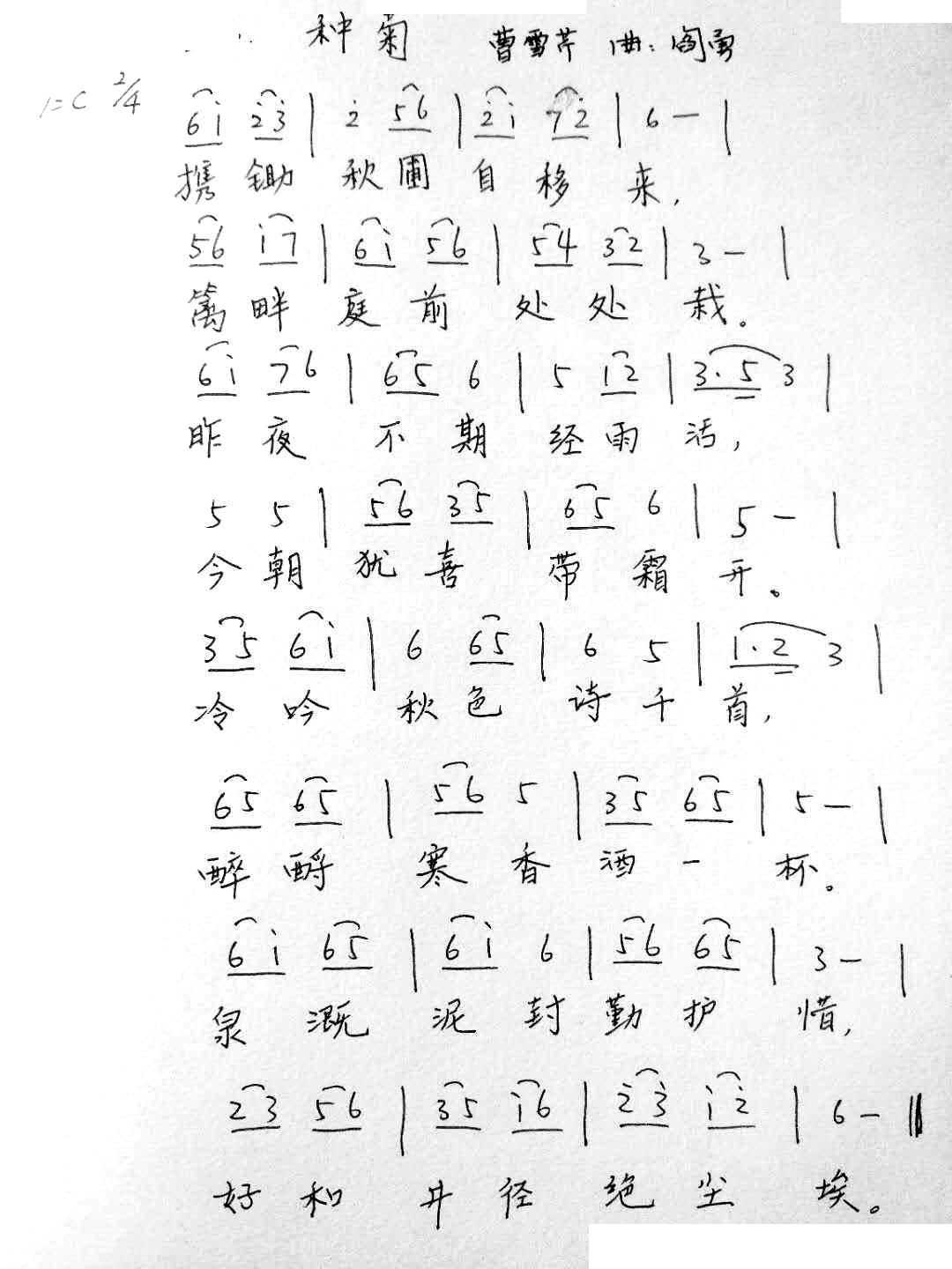 种菊 红楼菊系列(八字歌谱)1