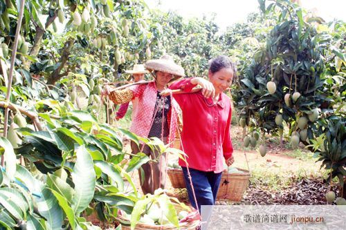 ((芒果熟了))(八字歌谱)1