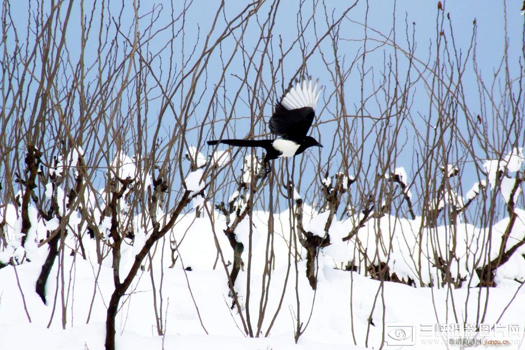 隆冬(二字歌谱)1