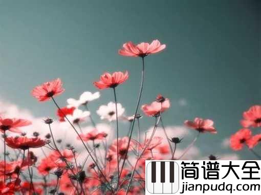 生如夏花简谱_朴树_生如夏花之绚烂，死若秋叶之静美