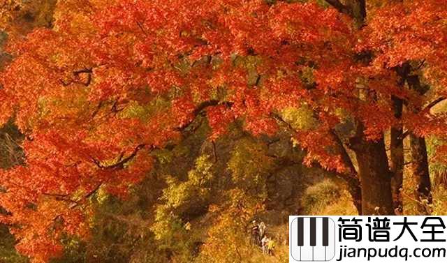 秋意浓简谱_李幸倪_秋意浓，霜叶与秋风起舞