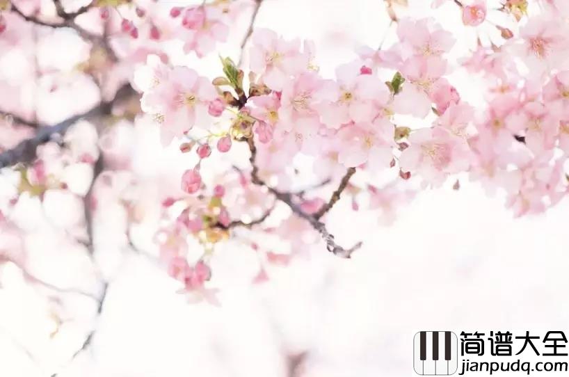 樱花树下的约定简谱_MC魏小然_不要忘记那樱花树下的约定