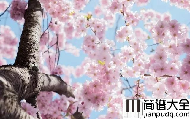 樱花树下的约定简谱_MC魏小然_不要忘记那樱花树下的约定