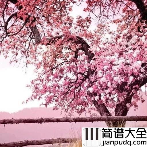 樱花树下的约定简谱_MC魏小然_不要忘记那樱花树下的约定