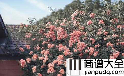 the_rose简谱_Bette_Midler___爱是利刃、我未曾拥有过他一秒，心里却失去过千万次