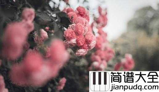 the_rose简谱_Bette_Midler___爱是利刃、我未曾拥有过他一秒，心里却失去过千万次