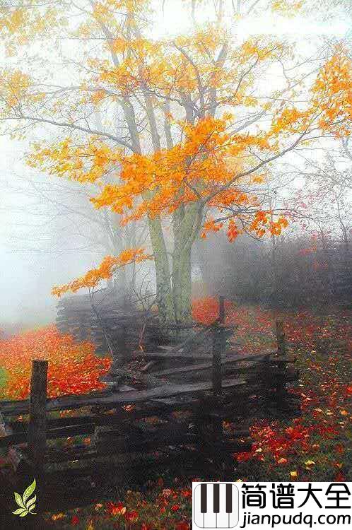 几度枫红简谱_林海_尘世间几度枫红，呼唤着几番月白