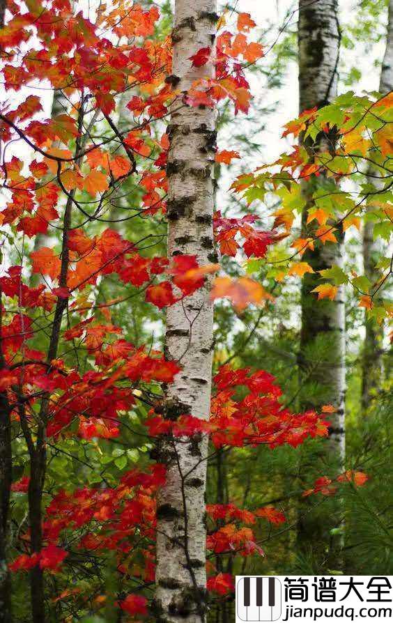 几度枫红简谱_林海_尘世间几度枫红，呼唤着几番月白