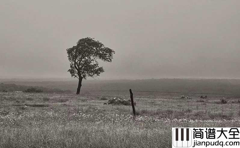 寂寞沙洲冷简谱_周传雄_寂寞沙洲我该思念谁