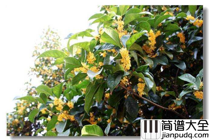 八月桂花遍地开简谱____东方红合唱队____为庆祝苏维埃成立所作