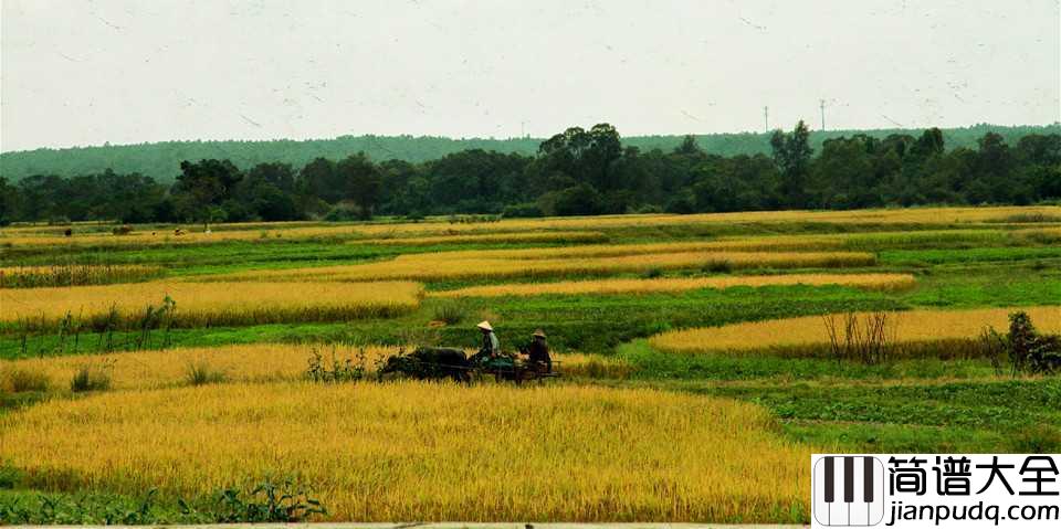 在希望的田野上简谱___殷秀梅__种下希望，收获梦想