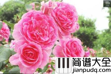 牡丹之歌简谱__蒋大为___四月花中之王雍容开