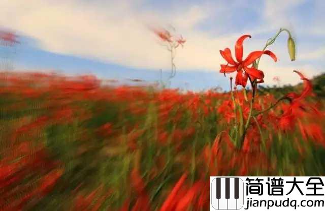 山丹丹开花红艳艳简谱_阿宝_正宗陕北民歌的味道