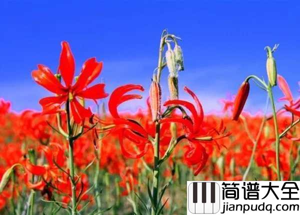 山丹丹开花红艳艳简谱_阿宝_正宗陕北民歌的味道