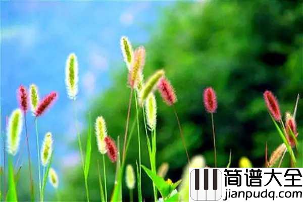 小草简谱__杨烁____70、80年代听过最多的歌曲