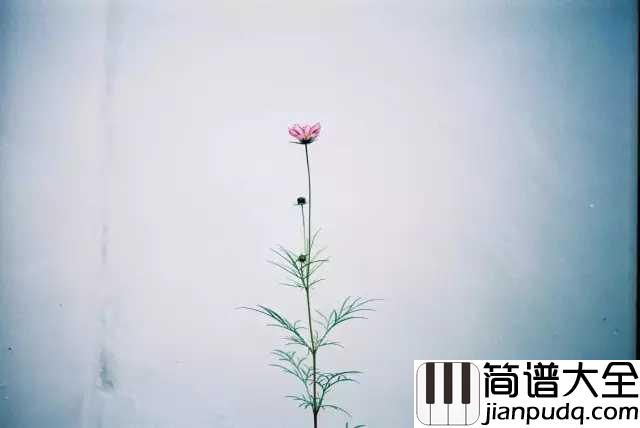 失忆蝴蝶简谱_陈奕迅_不用沦为伴侣_别寻是惹非