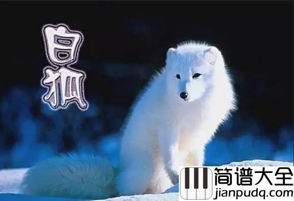 白狐简谱_陈瑞_唱尽三生三世的爱