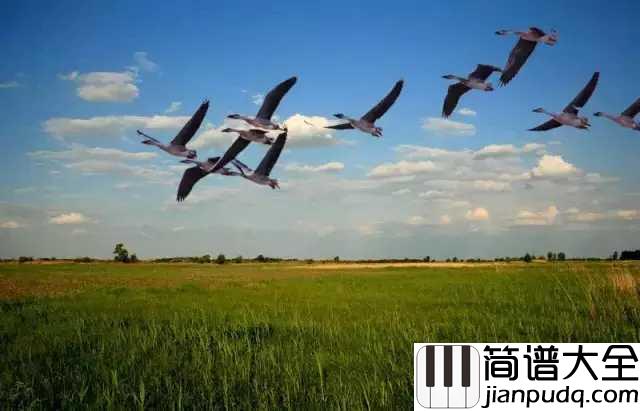 鸿雁简谱_降央卓玛_唱得深情悠远，令人遐想万千