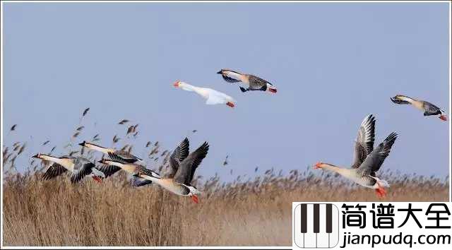 鸿雁简谱_降央卓玛_唱得深情悠远，令人遐想万千