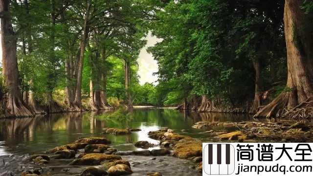 森林狂想曲简谱_吴金黛_在自然悠长的呼吸里祈盼美好