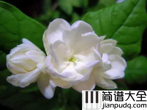 茉莉花简谱_小荧星合唱团_好一朵美丽的茉莉花