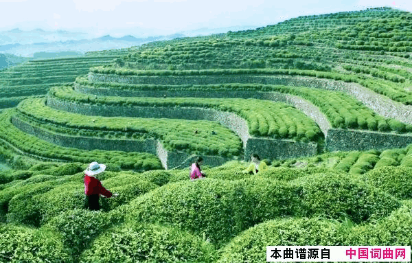 远方的茶园古镇广场舞简谱_小琢演唱_张一涵/歌奴词曲