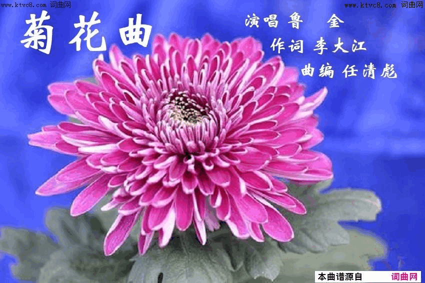 菊花曲简谱_鲁金演唱_李大江/任清彪词曲