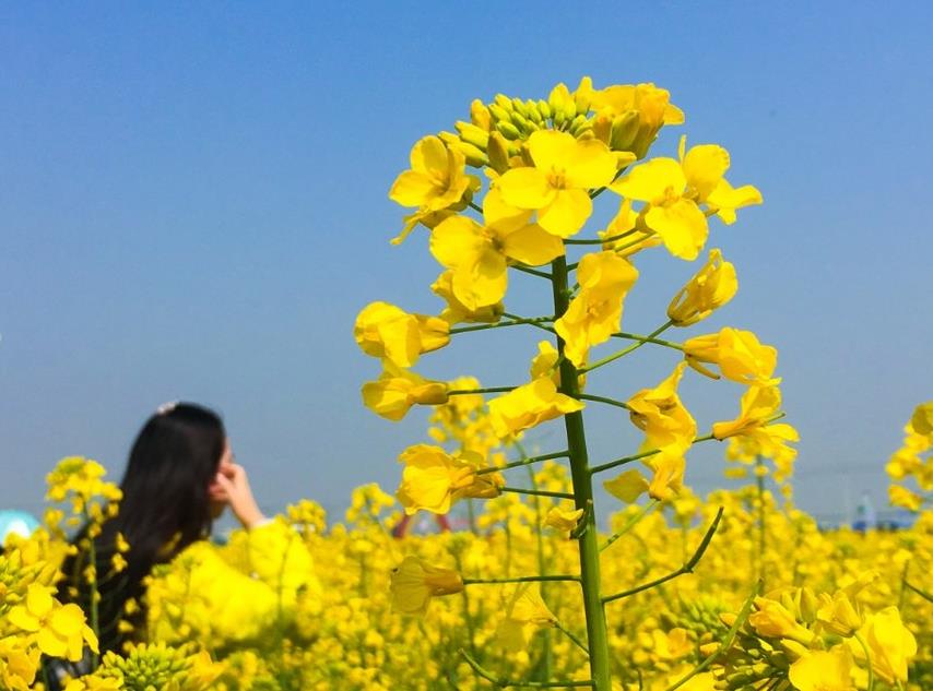 春天就是童话钢琴谱_刘建业_吉他谱_钢琴谱_简谱