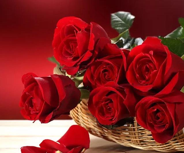 送我一支玫瑰花2-手风琴独奏