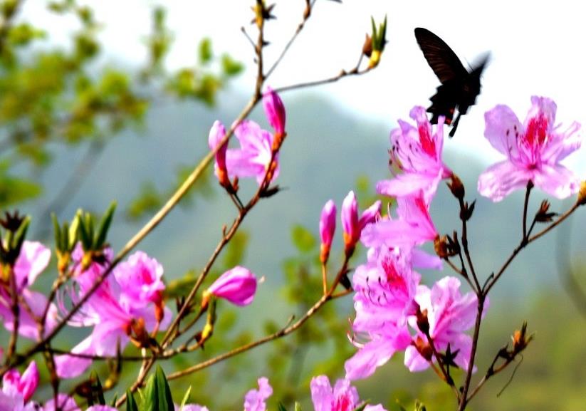 山丹丹开花红艳艳(高音萨克斯分谱)