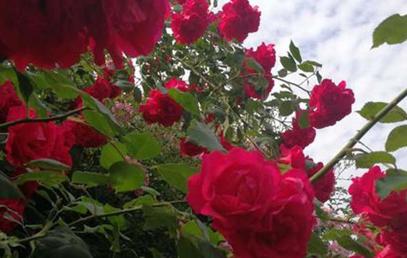 玫瑰花开( (小提琴))