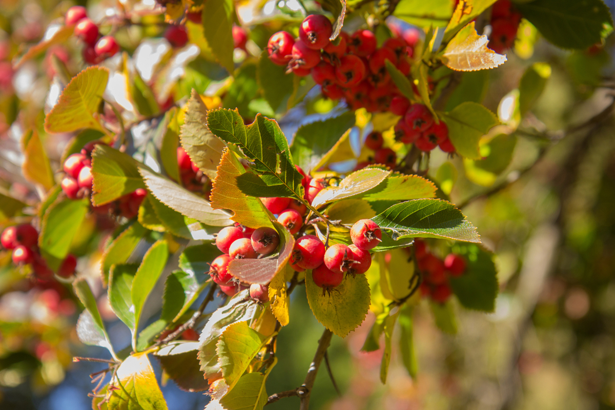 山楂树(2016 俄罗斯符拉迪沃斯托克(海参崴)国际手风琴乐团音乐节)