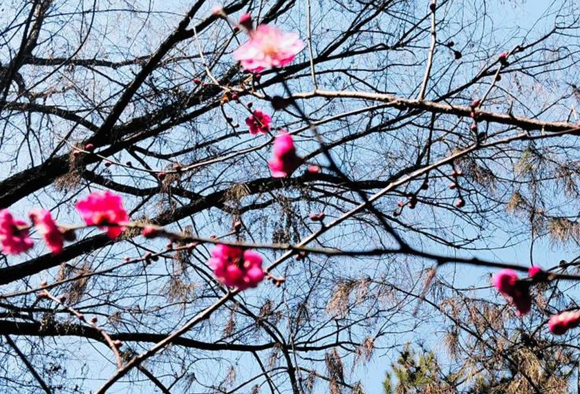 秦川之春(二胡 扬琴伴奏)