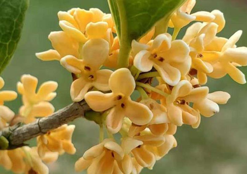 八月桂花遍地开(民乐合奏扬琴分谱、李恒编配版)