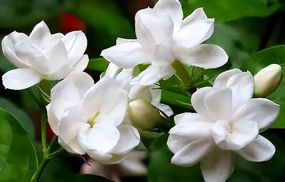 茉莉花(江苏民歌、李汴改编版)