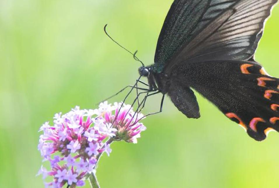 蝶恋花(中州古调、曹正传谱版)